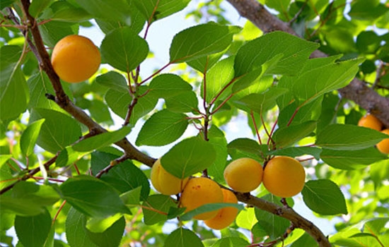 立夏吃個(gè)杏，到老沒(méi)有病